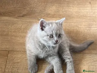 British Shorthair cats GCCF registered Kittens - Advert 9