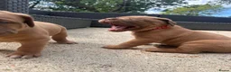 Dogue De Bordeaux dogs for sale: 10 Dogue de Bordeaux puppies for sale  in Maidstone - Advert 33