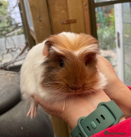 Guinea Pig rodents - Advert 10