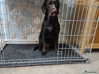 Labrador Retriever dogs Gorgeous 1-Year-Old Female Chocolate Labrador - Advert 1