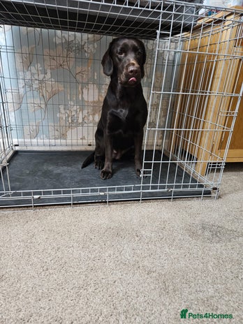 Labrador Retriever dogs Gorgeous 1-Year-Old Female Chocolate Labrador - Advert 1