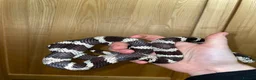 King Snake reptiles for sale: California King Snake - Advert 2