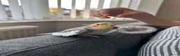 Cockatiels birds for sale: Cockatiel -A loving home wanted  in Nottingham - Advert 3