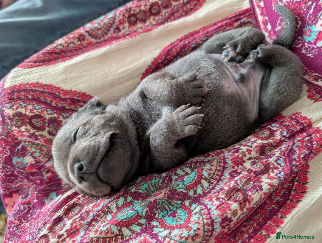 Staffordshire Bull Terrier dogs for sale: 🐾Staffordshire Bull Terrier Puppies – Ch lines🐾 - Image 3