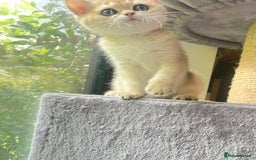 British Shorthair cats for sale: Pure breed British shorthair blue &  golden kitten - Image 15