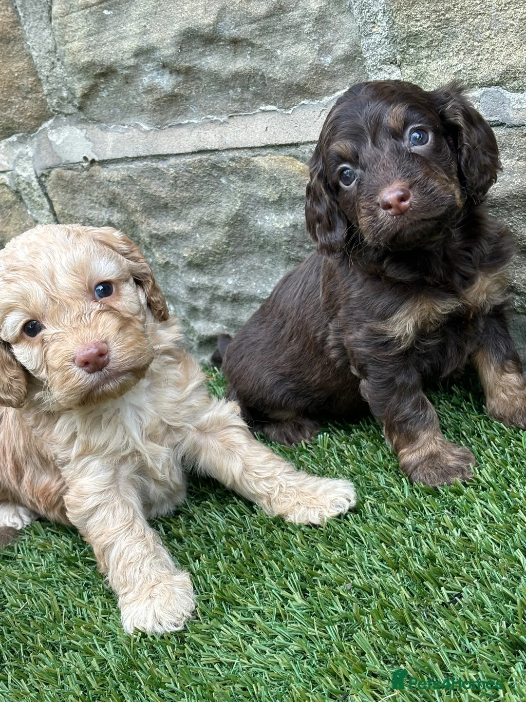 Cockapoo dogs for sale: Beautiful Cockapoo puppies  - Advert 2