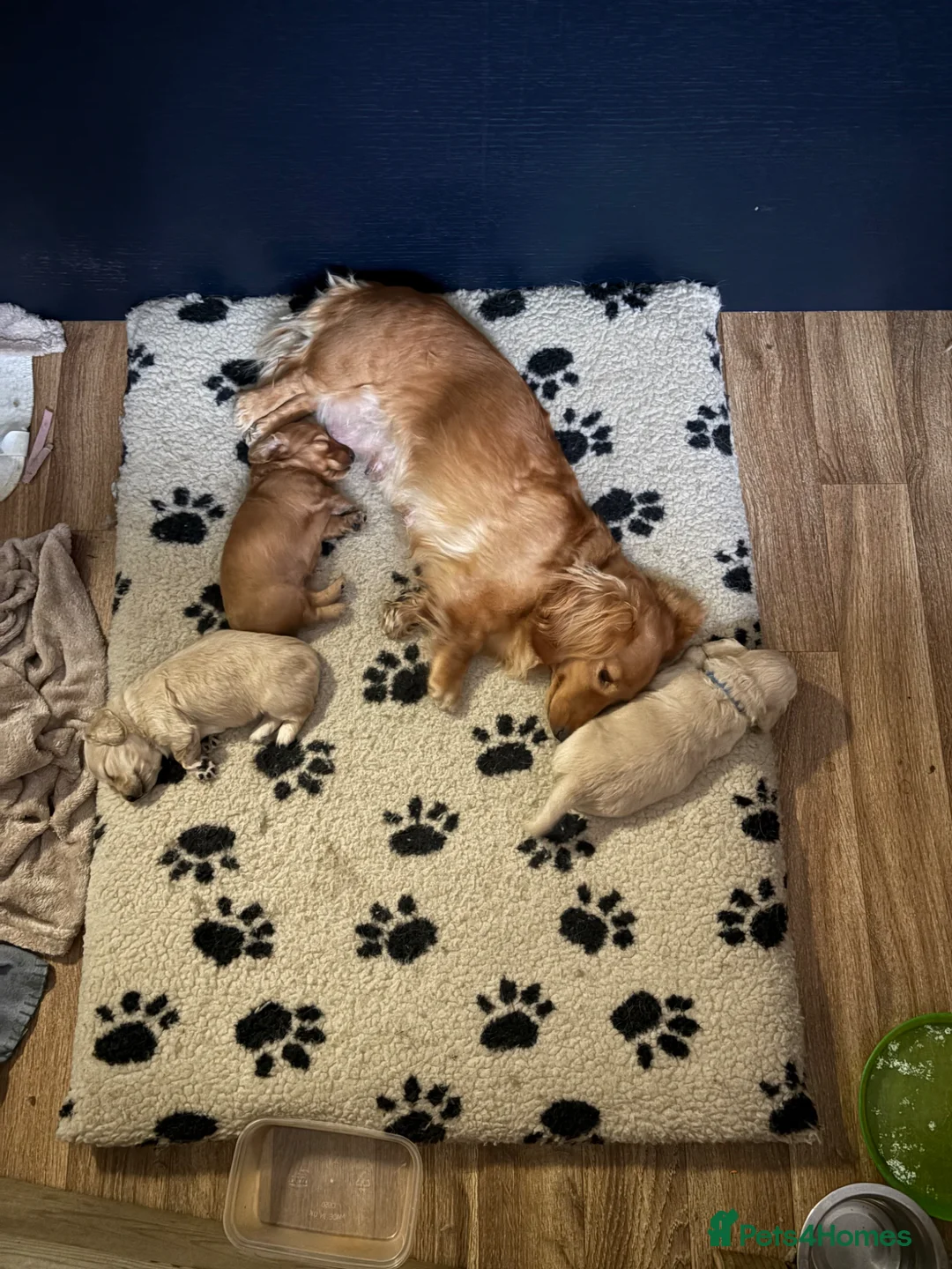 Miniature Dachshund dogs for sale: Shaded Red long hair mini Dachshund  - Advert 2