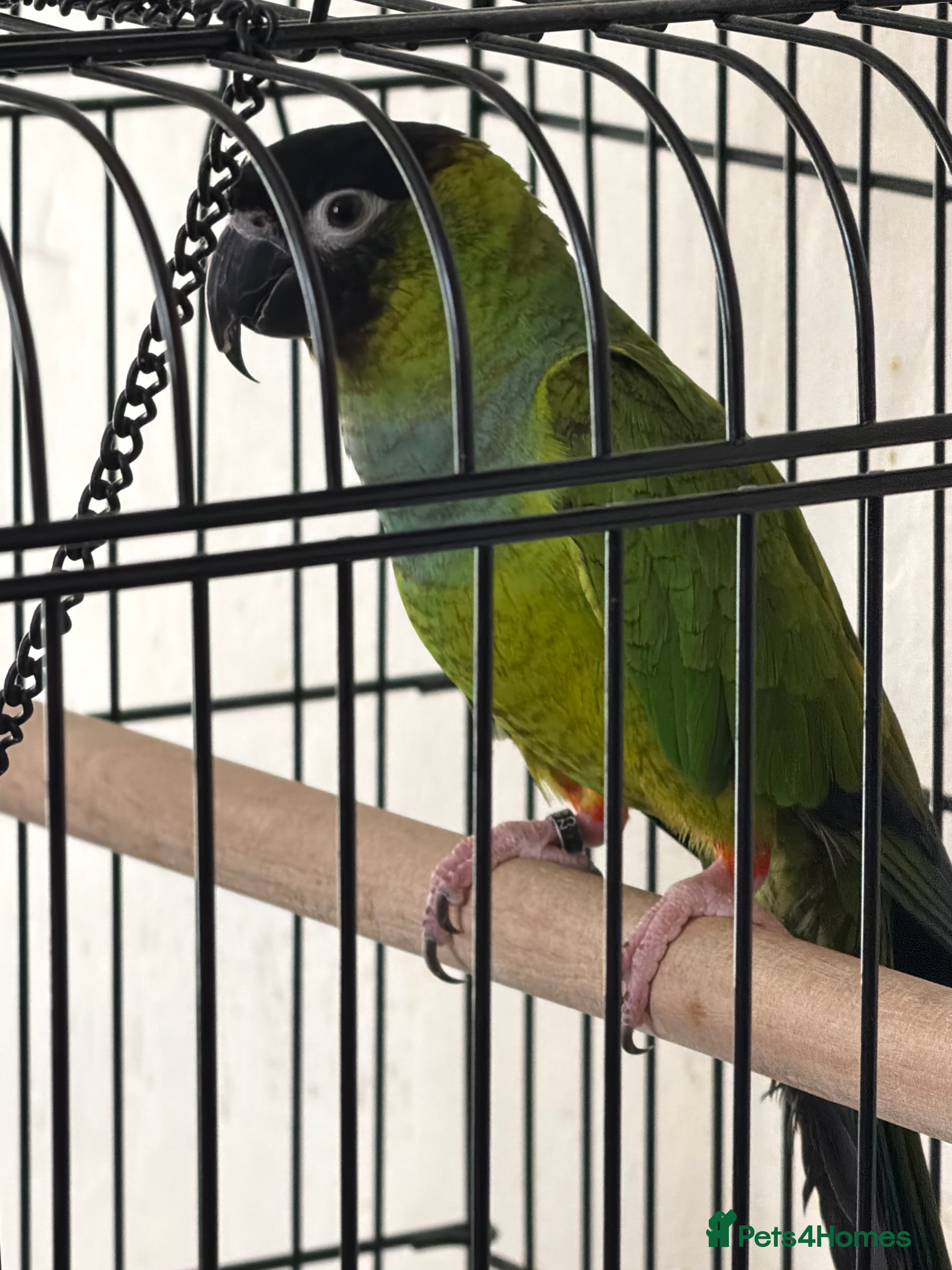 Parrots birds Green Conure with Cage  - Advert 10