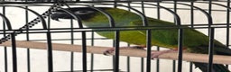Parrots birds for sale: Green Conure with Cage  - Advert 1
