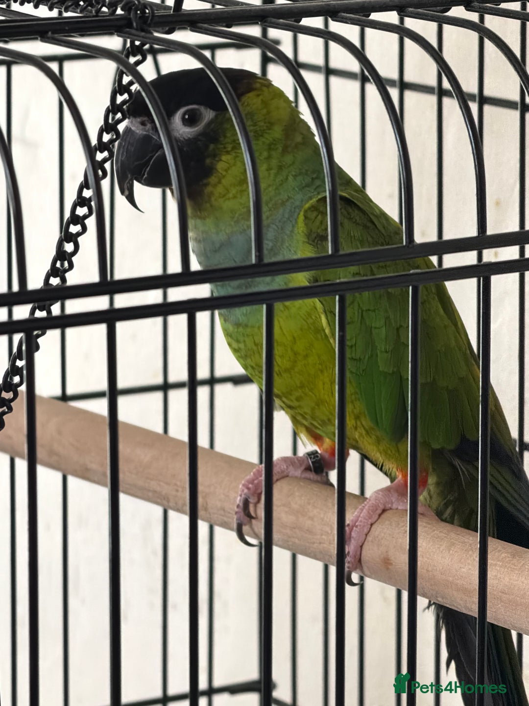 Parrots birds for sale: Green Conure with Cage  - Advert 1