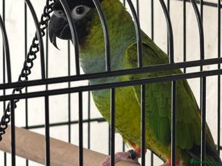 Parrots birds Green Conure with Cage - Advert 3