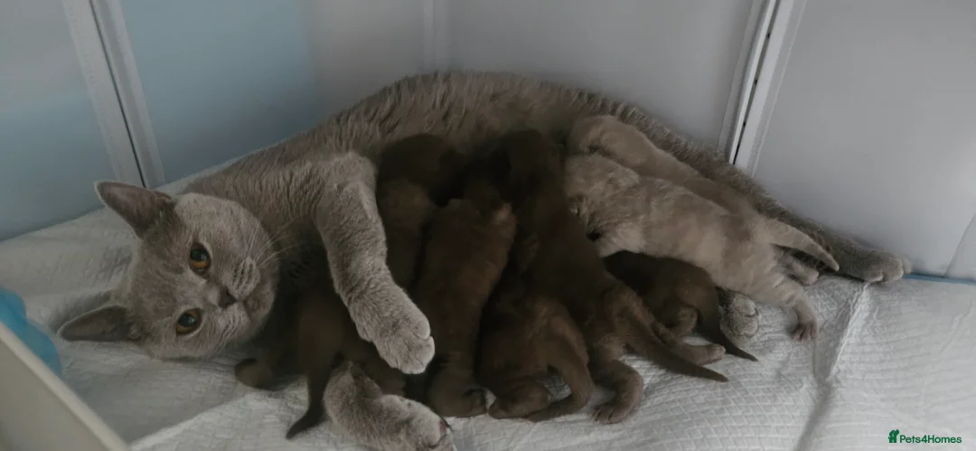 British Shorthair cats for sale: 🌟 Premium British Shorthair Kittens Available! 🌟 - Advert 2