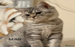 British Shorthair cats for sale: Pedigree|Champion Lines|GCCF Registered| - Image 19
