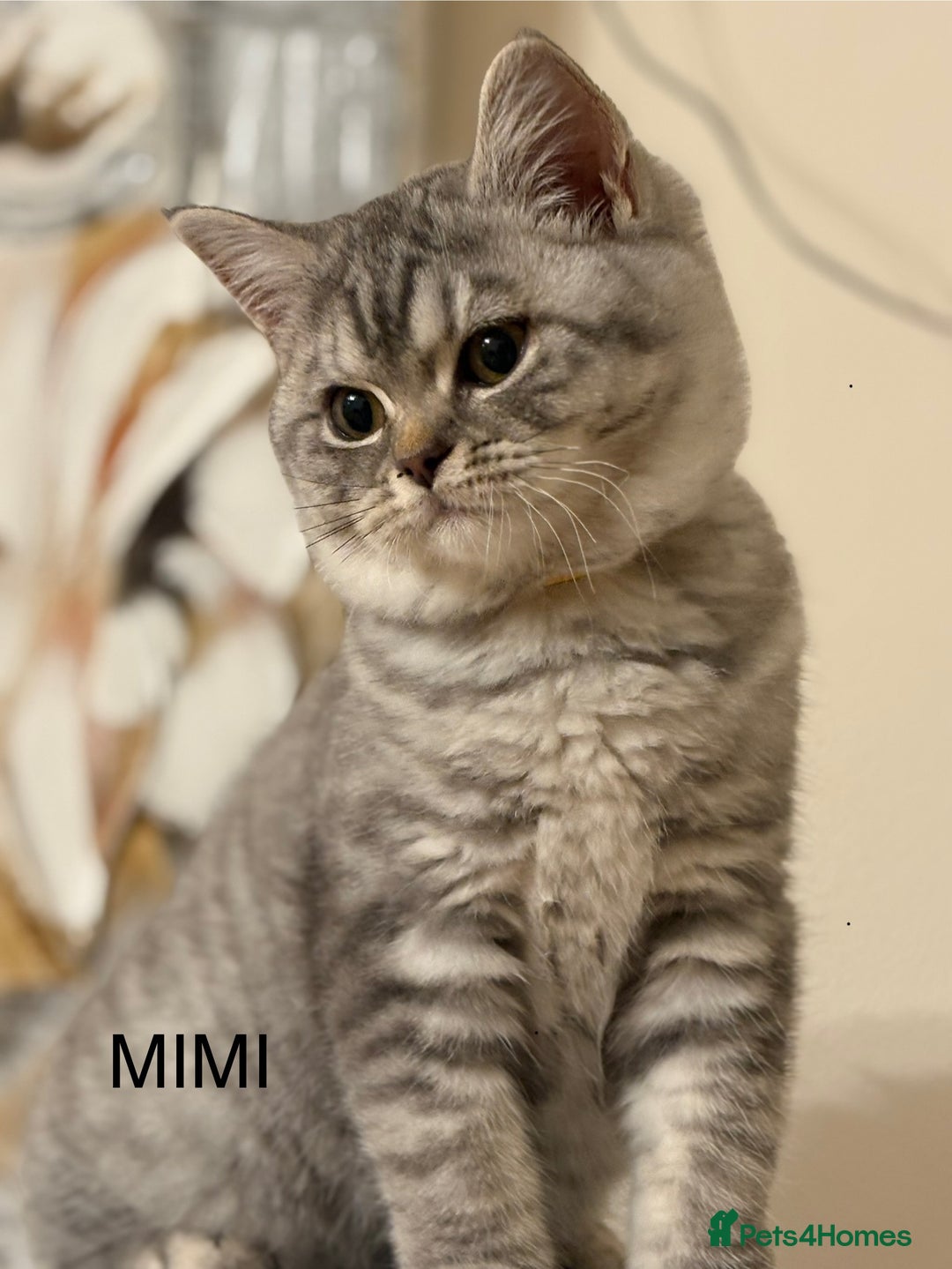 British Shorthair cats for sale: Pedigree|Champion Lines|GCCF Registered| - Image 19