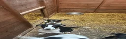 Mixed Breed dogs for sale: Collie x kelpie puppies  in Rhayader - Advert 2