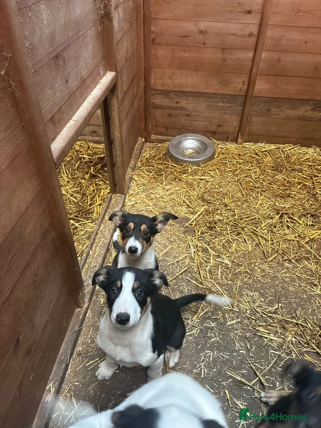 Mixed Breed dogs for sale: Collie x kelpie puppies  in Rhayader - Advert 2