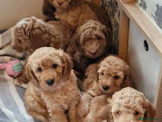 Mixed Breed dogs Adorable Labradoodle x Cockapoo puppies - Advert 14