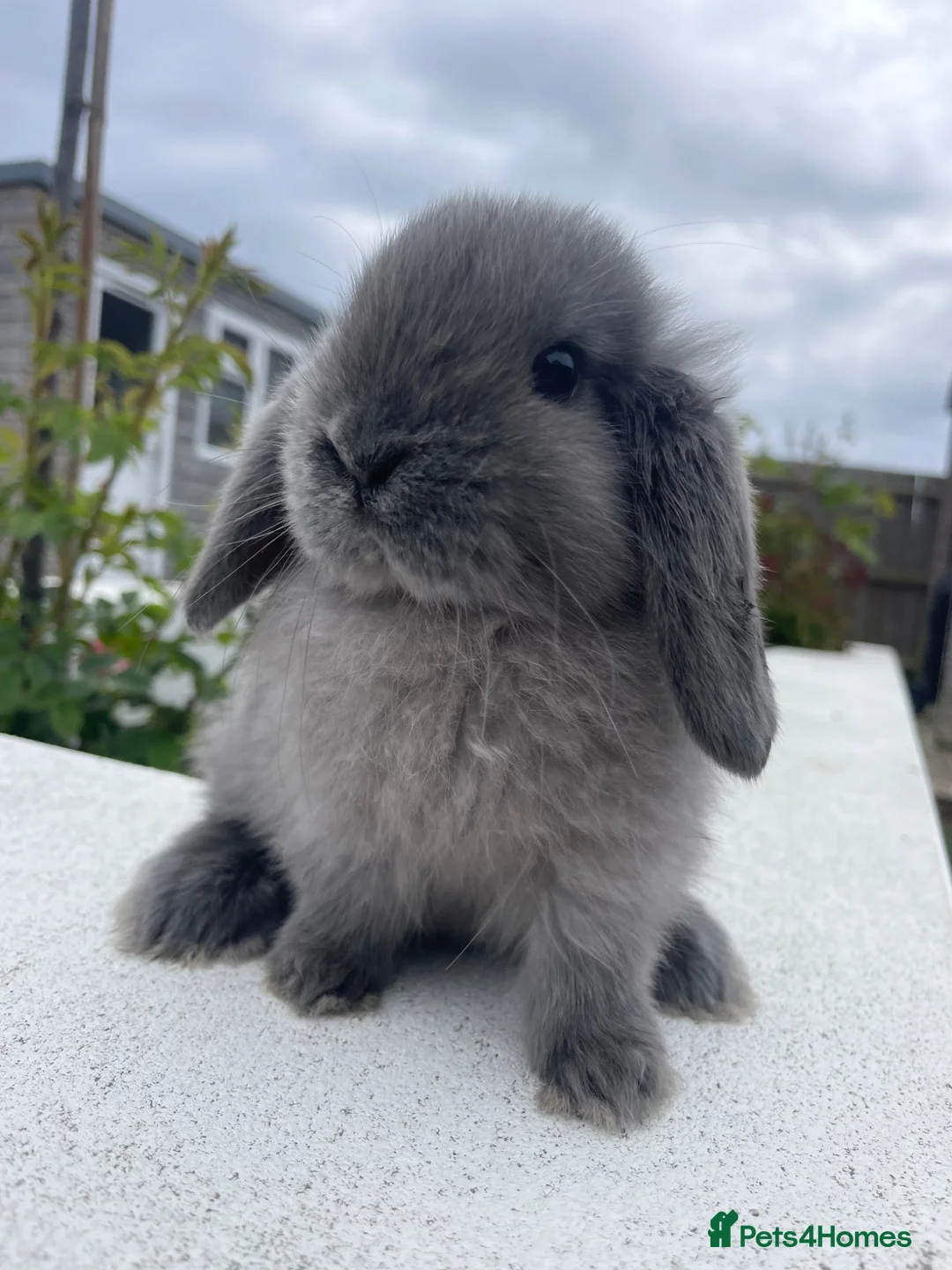 Mini Lop rabbits for sale: Adorable mini lops looking for their for ever Home - Advert 1
