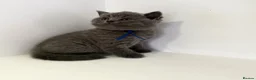 British Shorthair cats for sale: GCCF British short hair boy  - Advert 23