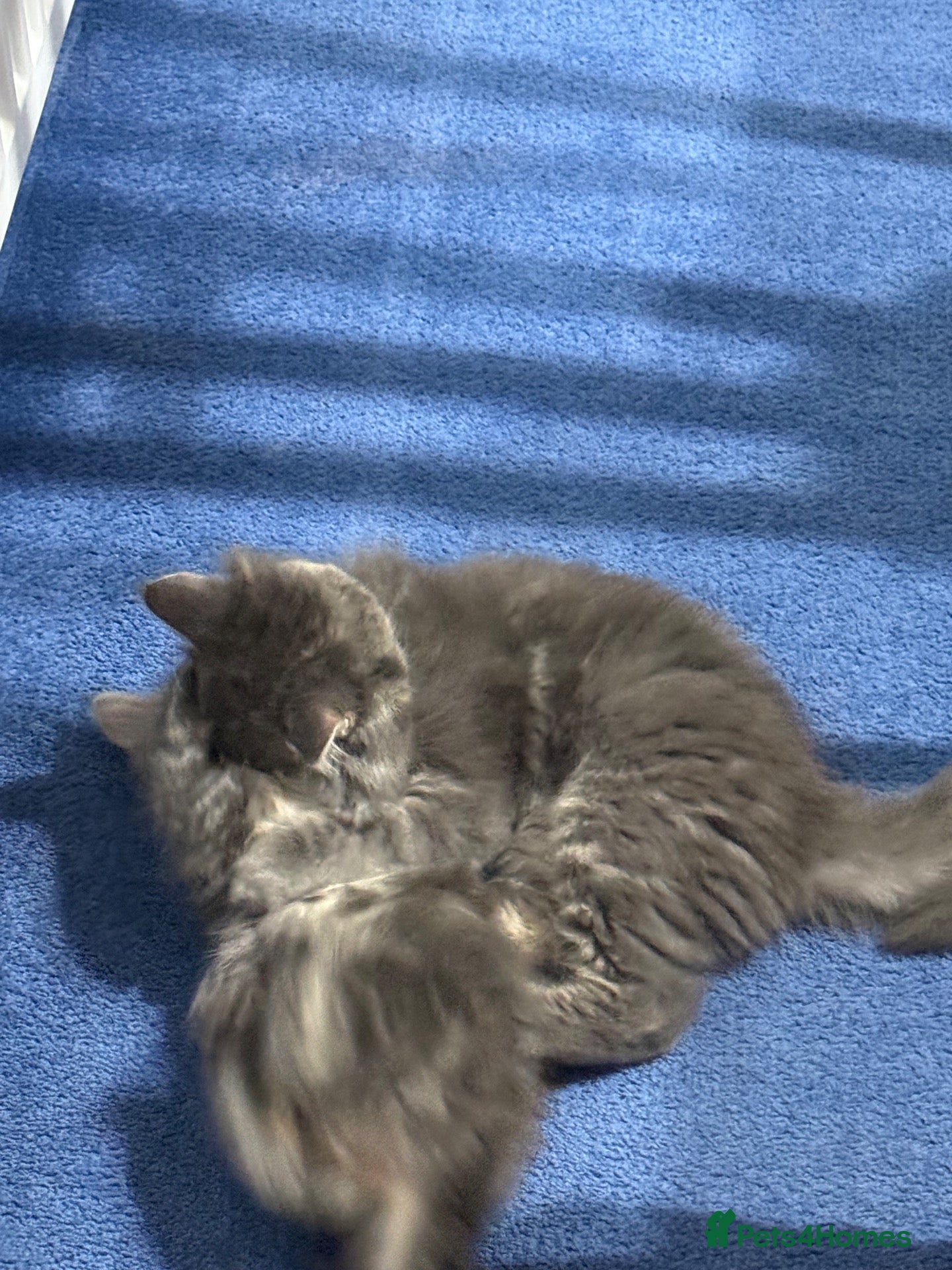 Maine Coon cats G Maine Coons - Advert 2