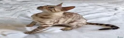 Bengal cats for sale: 12 month old female Bengal ready to leave - Advert 8