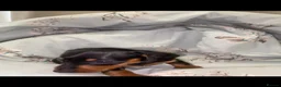 Miniature Dachshund dogs for sale: Stunning Miniature dachshund puppy’s   in Kettering - Advert 8