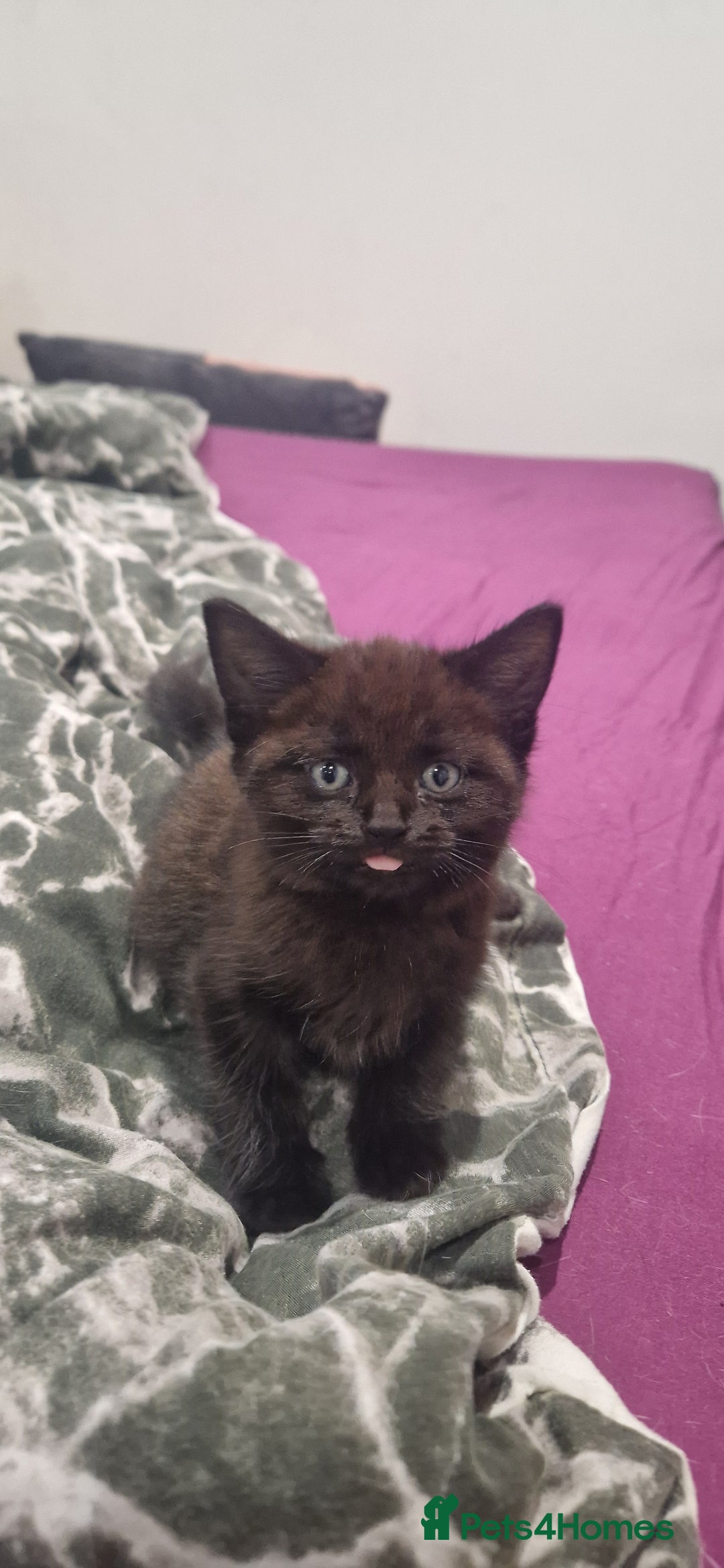 British Longhair cats for sale: Cats British longhair  - Advert 2