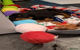 Rottweiler dogs for sale: Beautiful Rottweiler girl. Ready to leave now  - Advert 5