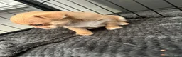 Chihuahua dogs for sale: Chihuahua puppies 2 boys kc registered  - Advert 15