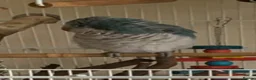 Parrots birds for sale: Quaker parrot blue  - Advert 3