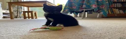 Mixed Breed cats for sale: Three Beautiful Kittens. READY TO GO!  - Advert 9