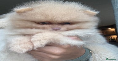 Pomeranian dogs - Advert 1