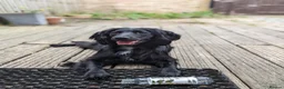 Cocker Spaniel dogs for sale: 5yo Black Working Cocker Spaniel – Active Home in Hemel Hempstead - Advert 1
