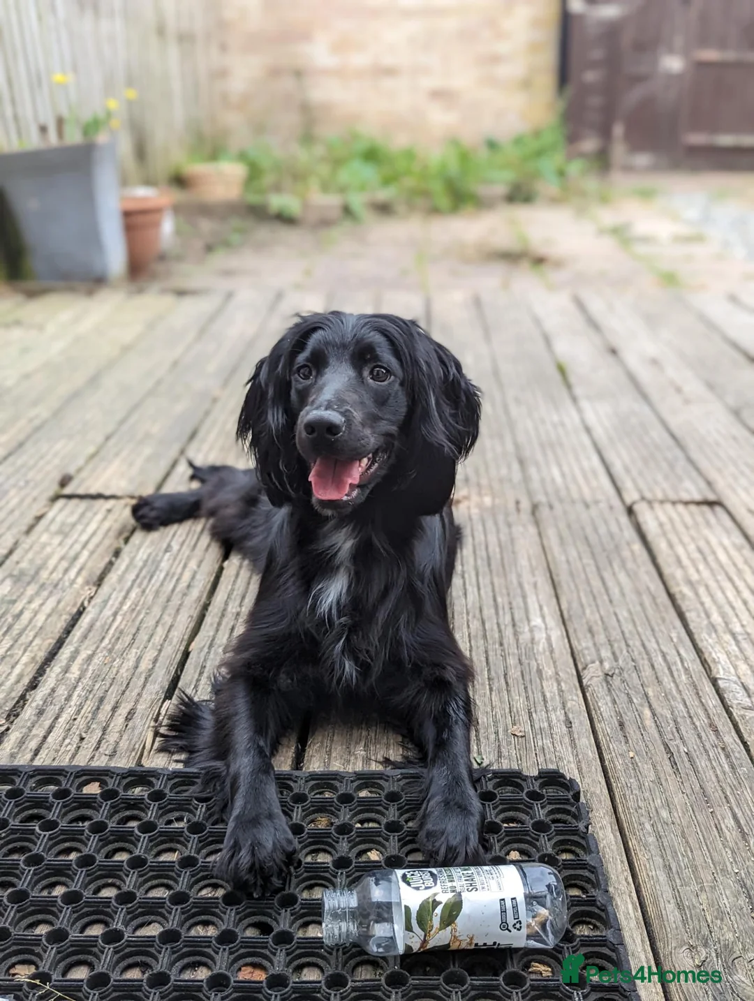 Cocker Spaniel dogs for sale: 5yo Black Working Cocker Spaniel – Active Home in Hemel Hempstead - Advert 1