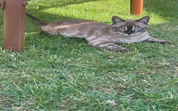 Bengal cats for sale: Sibling Bengals  - Image 16