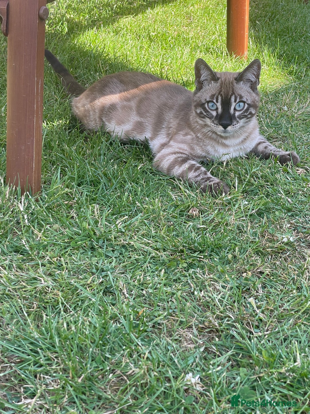 Bengal cats for sale: Sibling Bengals  - Image 16