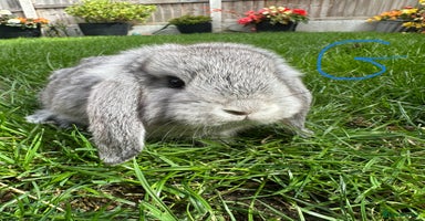 Mini Lop rabbits - Advert 8