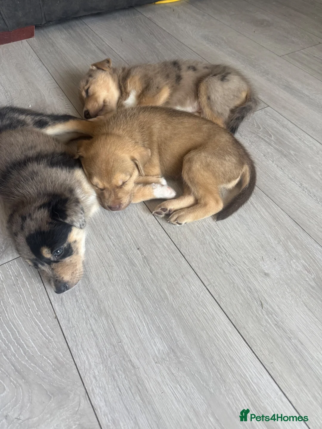 Mixed Breed dogs for sale: Staffy x husky puppies READY TO LEAVE - Advert 1