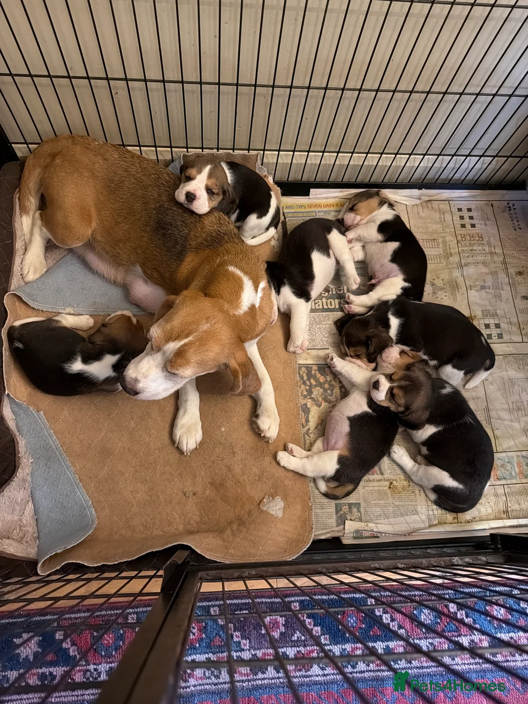 Beagle dogs for sale: BEAUTIFUL PEDIGREE BEAGLE PUPS - Advert 1
