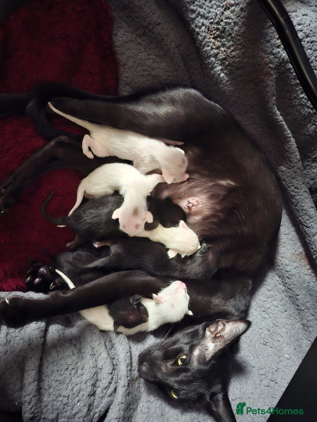 Oriental cats for sale: Absolutly loving beautiful oriental kittens - Image 11