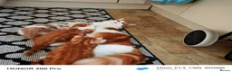Mixed Breed cats for sale: Beautiful kittens  - Advert 2