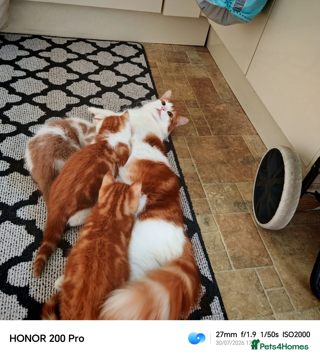 Mixed Breed cats for sale: Beautiful kittens  - Advert 2