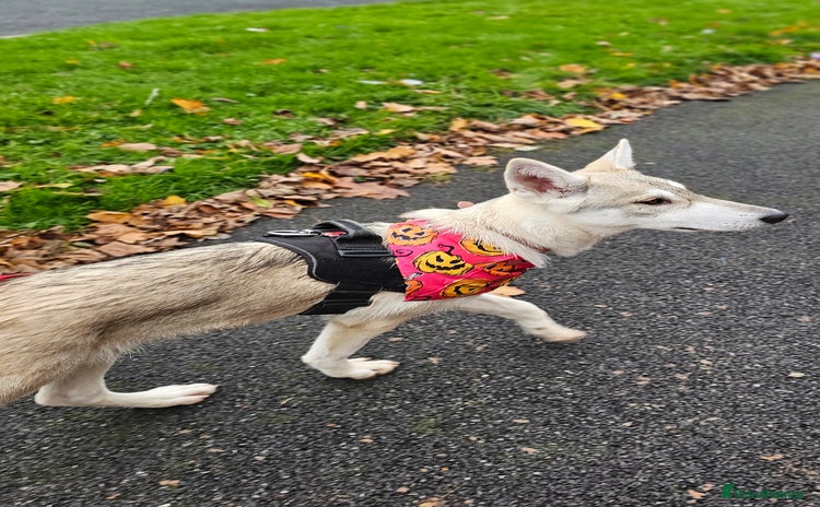 Saarloos Wolfdog dogs in Wigan - Advert 1