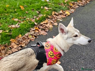 Saarloos Wolfdog dogs in Wigan - Advert 2