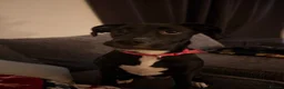 Mixed Breed dogs for sale: Needing to rehome Mavis - Advert 7