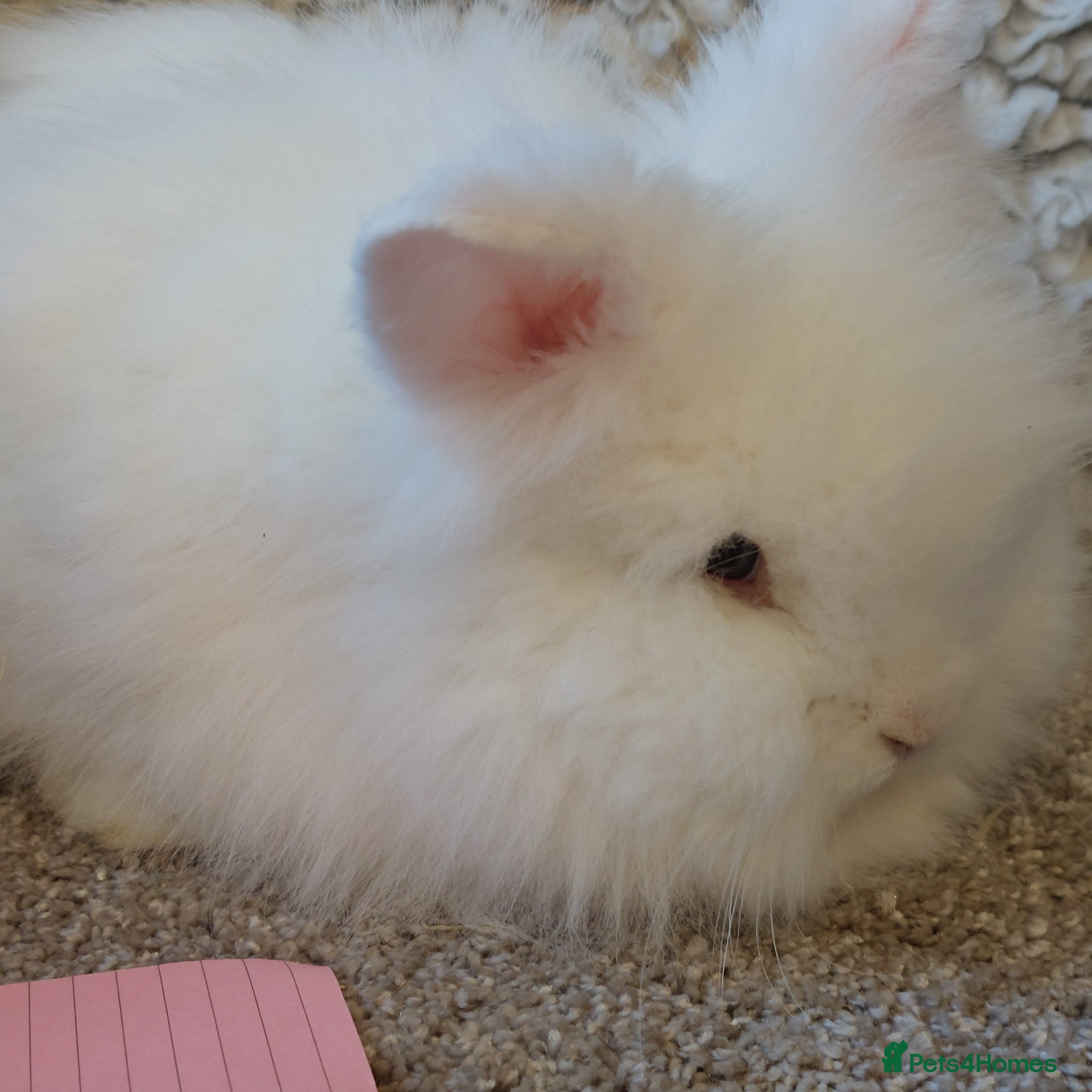 Lionhead rabbits  3 left Lionhead babys 2does 1buck - Advert 7
