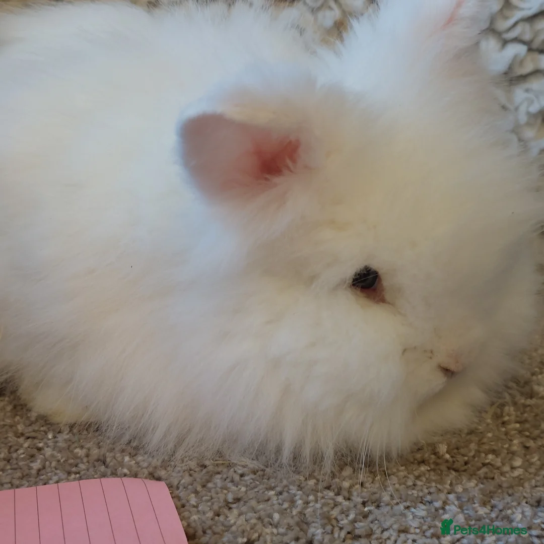 Lionhead rabbits for sale:  3 left Lionhead babys 2does 1buck - Advert 2