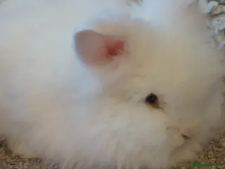 Lionhead rabbits 3 left Lionhead babys 2does 1buck - Advert 7