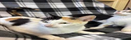 Mixed Breed cats for sale: 5 Gorgeous Kittens - Advert 24