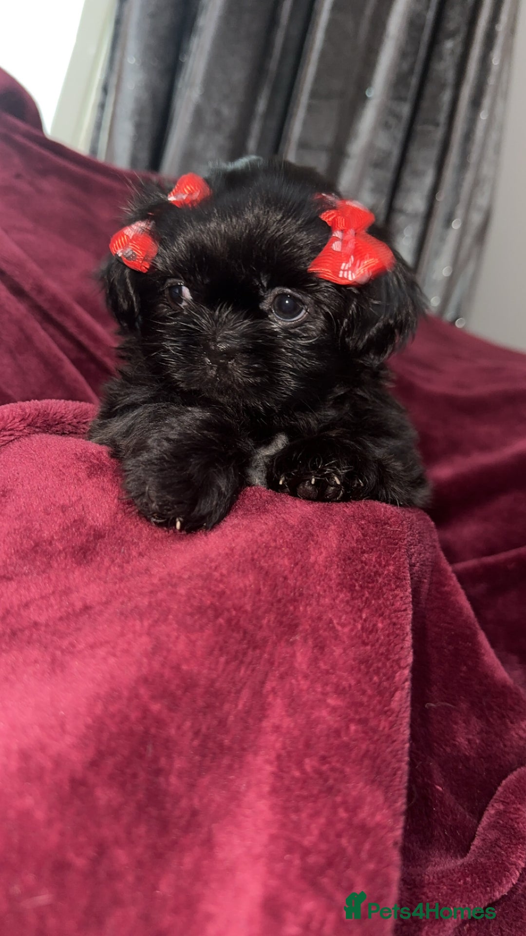 Shih Tzu dogs for sale: Shih Tzu Puppies  - Image 6